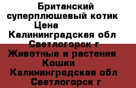 Британский суперплюшевый котик › Цена ­ 25 000 - Калининградская обл., Светлогорск г. Животные и растения » Кошки   . Калининградская обл.,Светлогорск г.